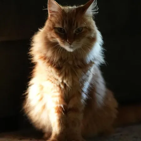 Дом отдыха La Forge D'espy